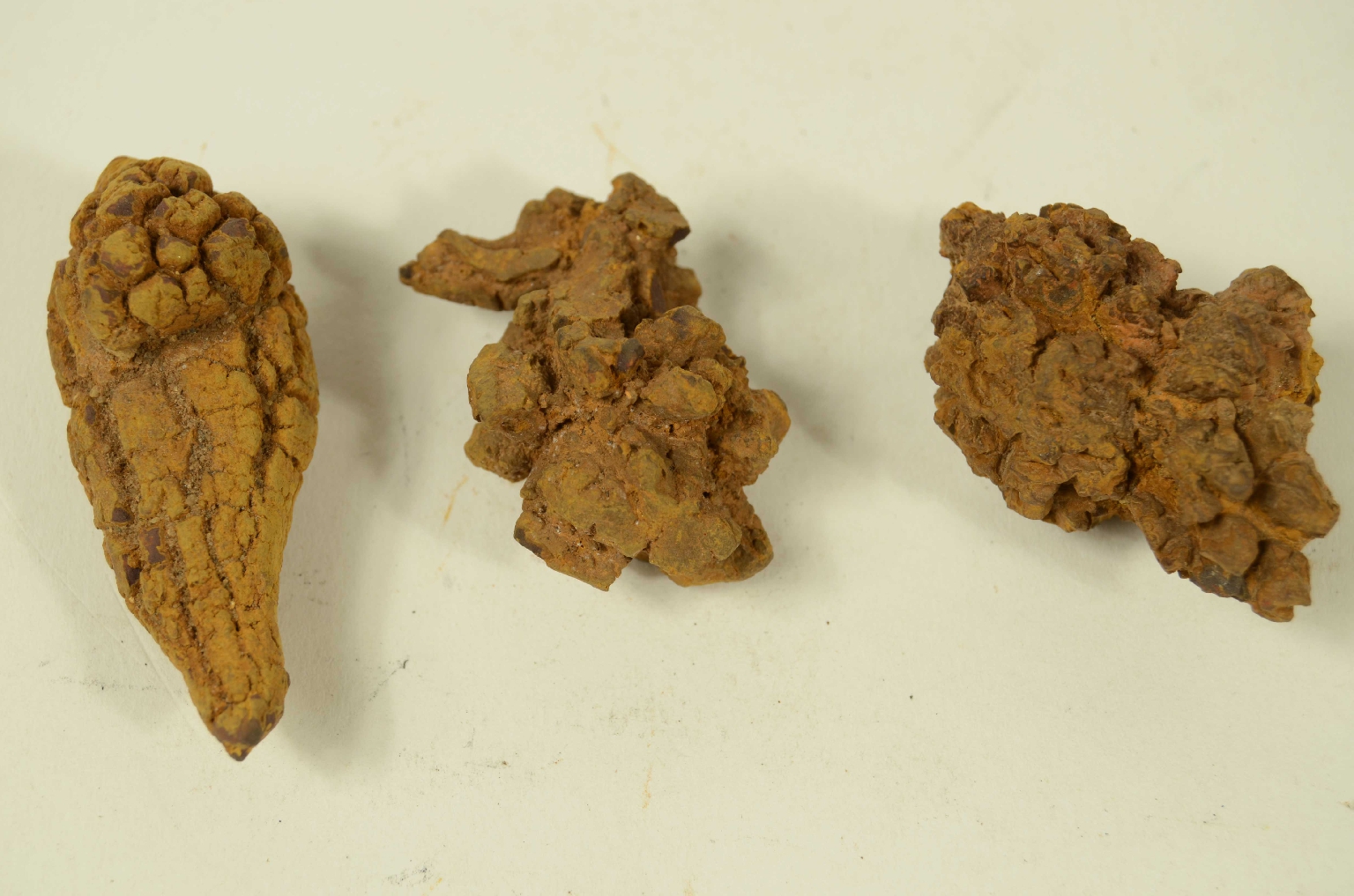 Natural history/Coproliti-Coprolites