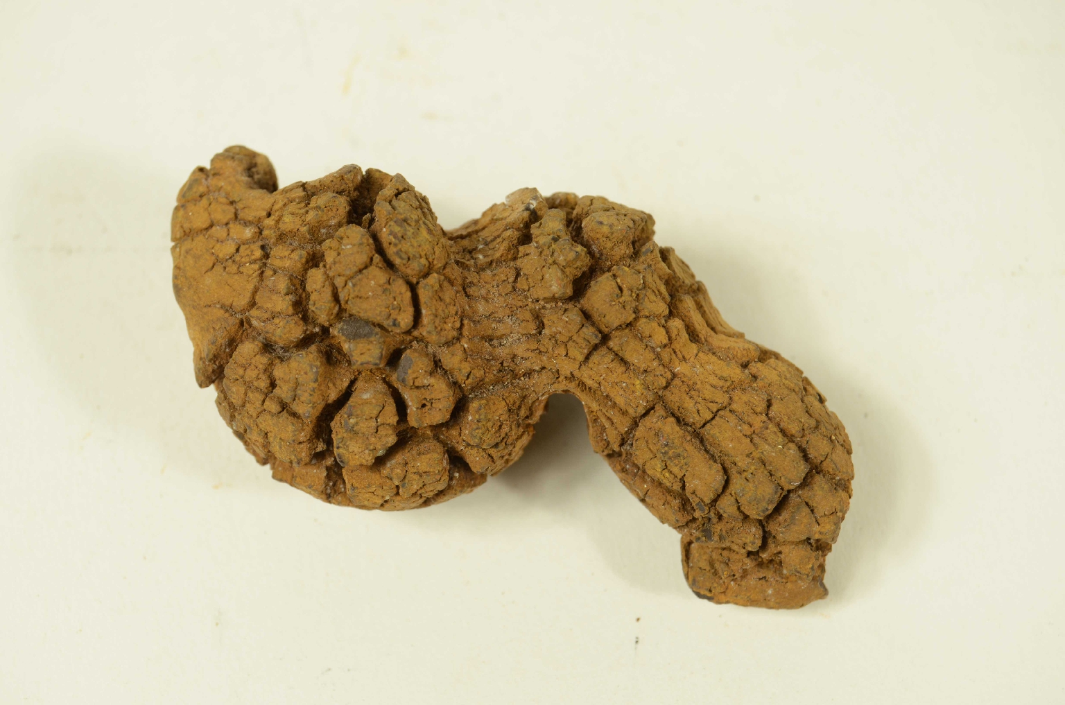 Natural history/Coproliti-Coprolites