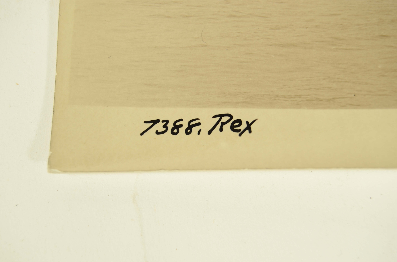 SS REX/R146-Ocean Liner REX