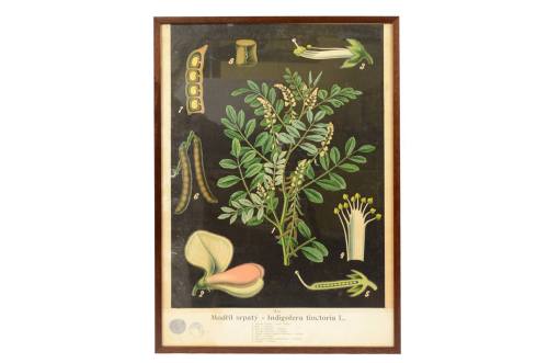 Code 4188 Indigofera tinctoria
