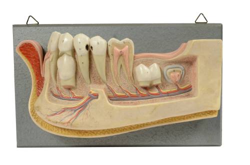 Jaw model