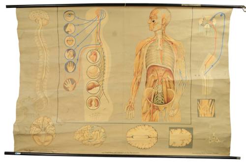 Anatomical plate
