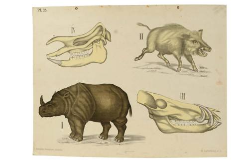 Zoological plate