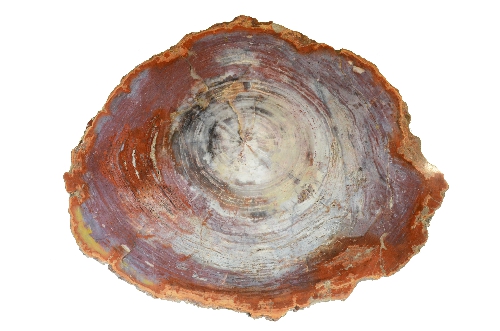 Petrified Wood