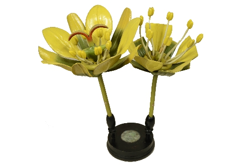 Botanical Model