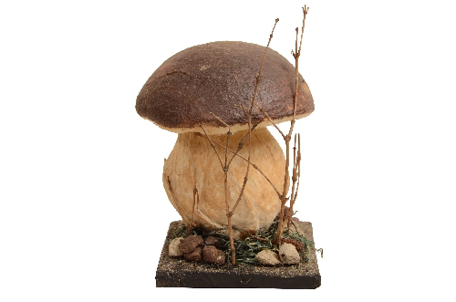 Model Porcini